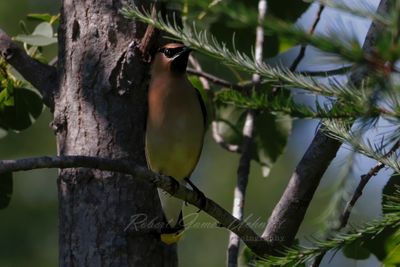 Cedar Waxwing in tree 24.jpg