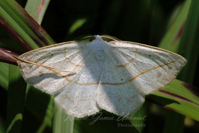 Confused Eusarca moth 24.jpg