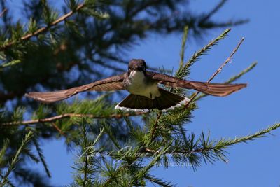 Eastern Kingbird in flight 24.jpg