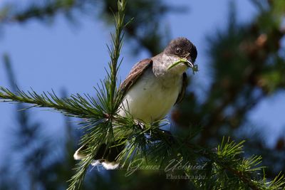 Eastern Kingbird with Praying Mantis 24.jpg