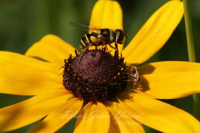 Hoverfly and Horned Soldier Beetle 24.jpg