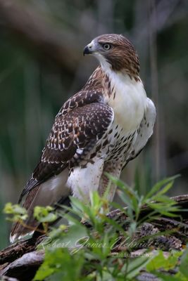 Young Hawk standing 24.jpg