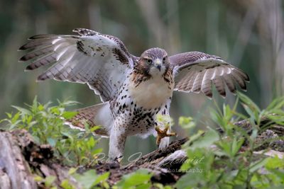 Young Red Tail Hawk charging 24.jpg