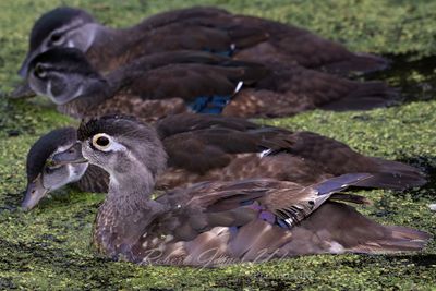 Wood Ducklings 24.jpg