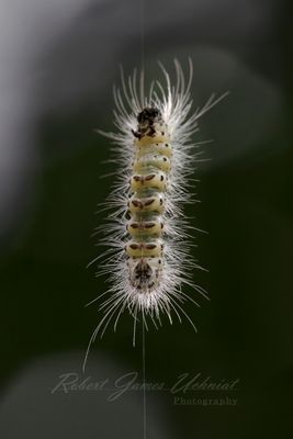 Hickory Tussock Caterpillar 24.jpg