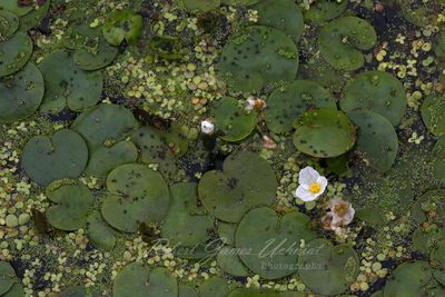 Cistus Blossom and pond surface 24.jpg