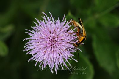 Goldenrod Soldier Beetle on Creeping Thistle 24.jpg