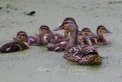 Mallard mom and Ducklngs 24.jpg