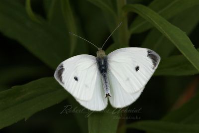 Cabbage Butterfly 24.jpg