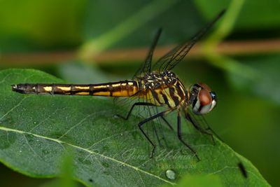 Blue Dasher on leaf 2 24.jpg