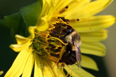 Eastern Bumblebee on False Daisy 24.jpg
