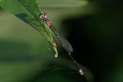 Orange Bluet and Cricotopus Midge 24.jpg