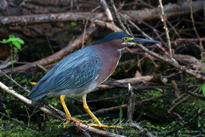 Green Heron in Marsh 24.jpg
