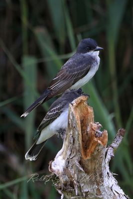 Eastern Kingbird pair 24.jpg