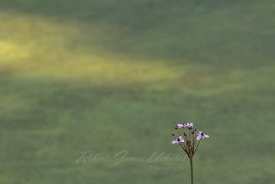 Flowering Rushs and pond 24.jpg