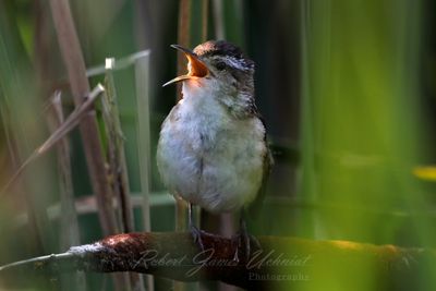Marsh Wren Singing on Cattail 24.jpg