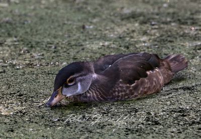 Wood Duck Male summer plumage 24.jpg