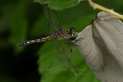 Blue Dasher on Dry Leaf 24.jpg