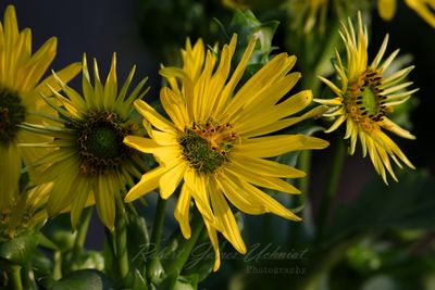 Cup Plant Blossoms 24.jpg