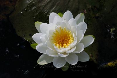 Fragrant Water Lilly 2 24.jpg
