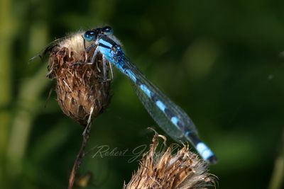 Tule Bluet Damselfly on Thistle 24.jpg