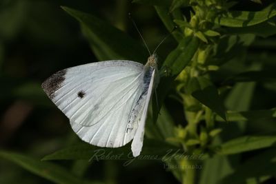 Cabbage Butterfly on leaf 24.jpg