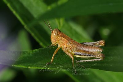 Differential Grasshopper 24.jpg