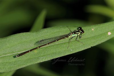 Fragile Forktail Damselfly on leaf 24.jpg