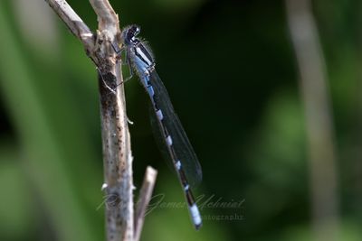 Tule Bluet Damselfly on twig 24.jpg