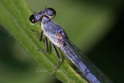 Palmiet Sprite Damselfly on leaf 24.jpg