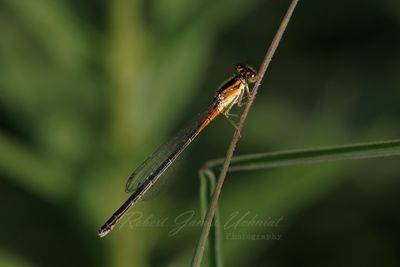Eastern Forktail Damselfly on twig 24.jpg