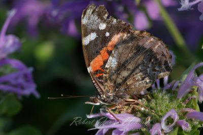 Red Admiral on Crown Vetch 24.jpg