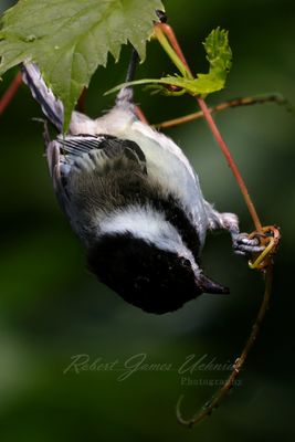 Black Capped Chickdee eating Bugs 24.jpg