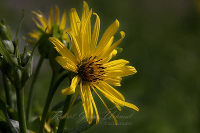 Compass Plant young 24.jpg