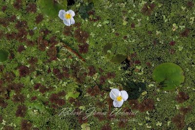 Frogbit Blossoms and Duckweed 24.jpg