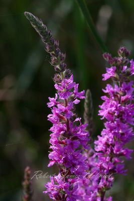 Purple Loosestrife 24.jpg