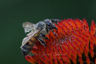 Honey Bee and dew 24.jpg