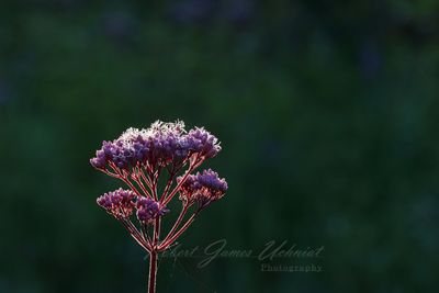 Joe Pye Plant and dew 24.jpg