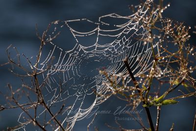 Tattered Web and dew 24.jpg