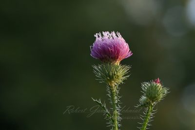 Thistle Blossom 24.jpg
