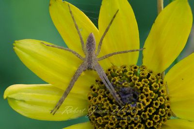 American Nursery Web Spider 24.jpg
