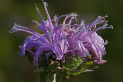 Crown Vetch with Dew 2 24.jpg
