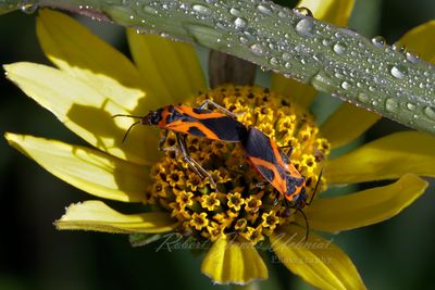 Milkweed Bugs mating 24.jpg