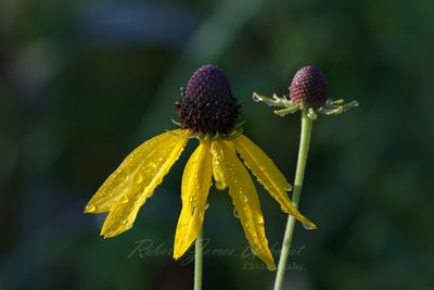 Prairie Cone Flower 24.jpg