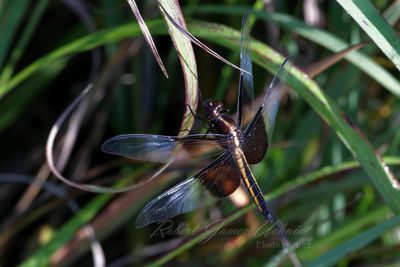 Widow Skimmer on Grass Blade 24.jpg