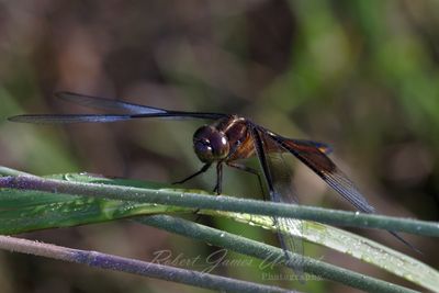Widow Skimmer on Grass Blade front 24.jpg