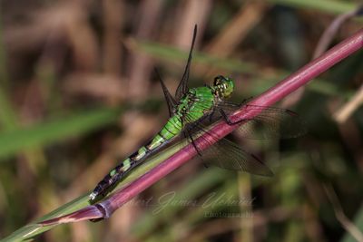 Eastern Pondhawk on reed 24.jpg