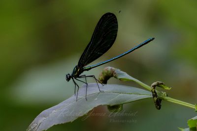 Ebony Jewelwing Damselfly 24.jpg