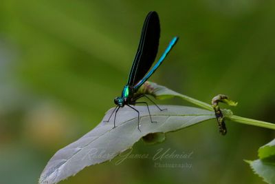 Ebony Jewelwing Damselfly front 24.jpg