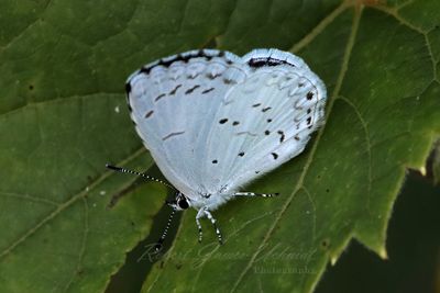 Summer Azure Butterfly on leaf 24.jpg